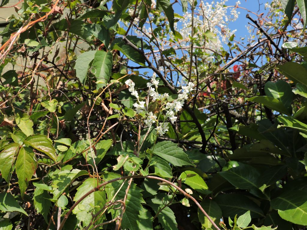 Fallopia baldschuanica (=Fallopia aubertii) / Poligono del Turkestan